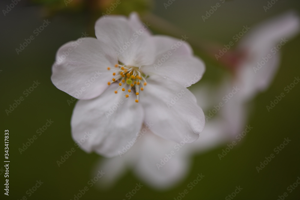 sakura sakura