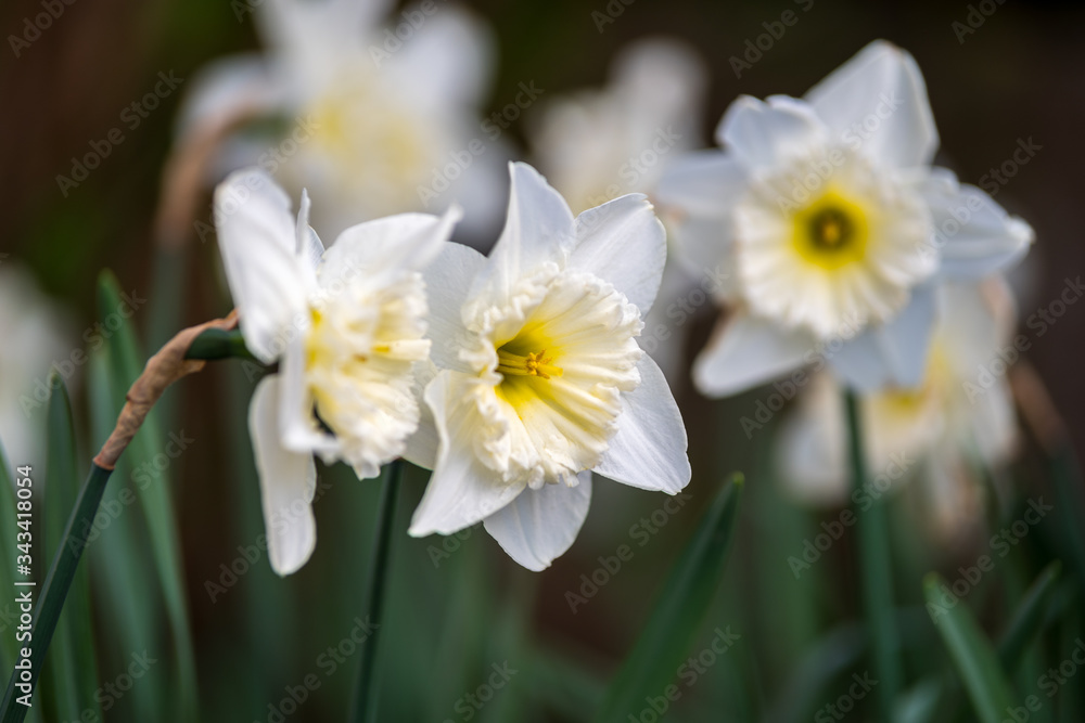 Narcisses Narcisses