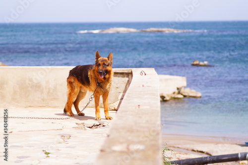 Police dog at the seaside. K9 tied at the seaside. Dog chained on the balcony by the sea. dog with chain at the seaside. background sea. k9 with a leash in the foreground.