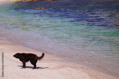 dog running on the beach © Metin