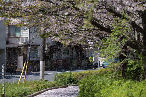 sakura in the town