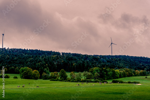 Wind turbine, cow, meadow and trees. Cattle grazing on the meadow with wind turbine and tress in the background.