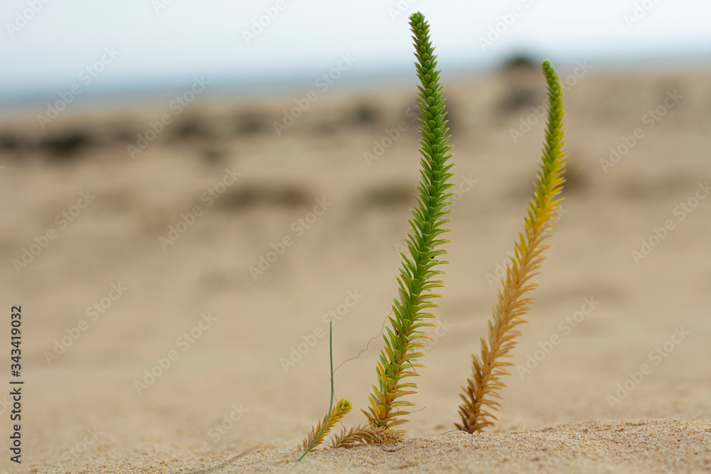 Dünen-Pflanze auf Fuerteventura