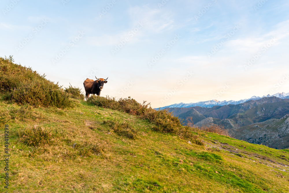 Obraz premium bull on the mountain grazing in freedom