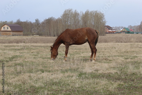 horse and foal