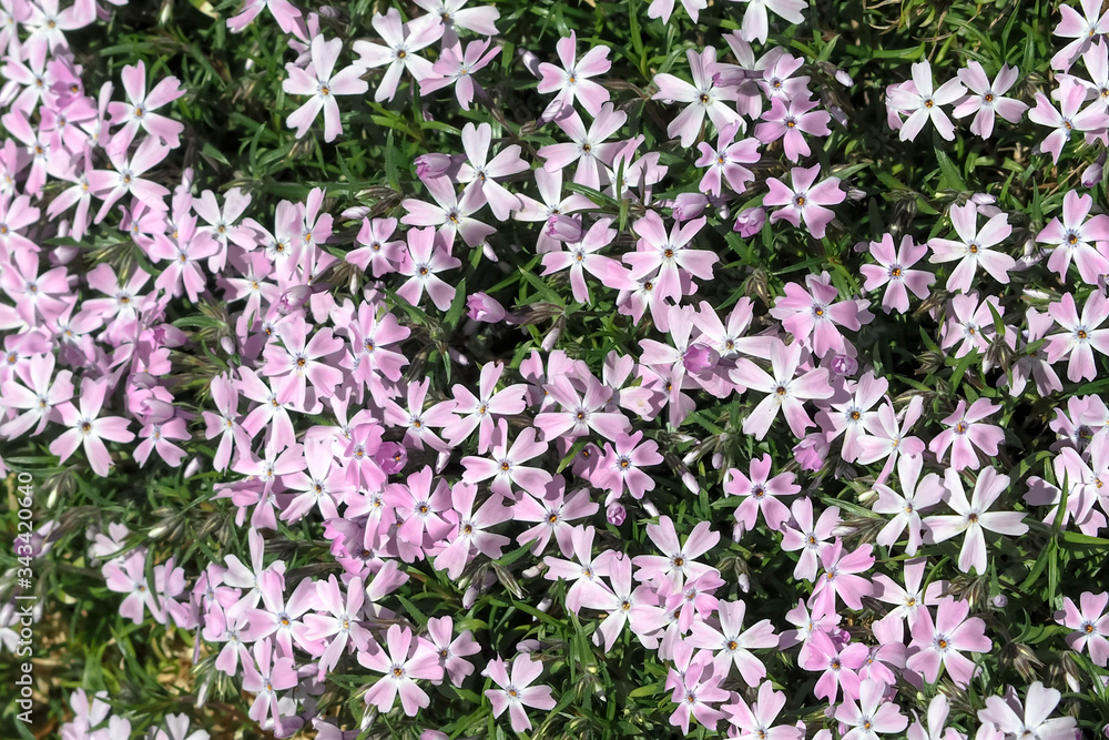 Flowers phlox styloid pink with purple center in the spring in the garden in the flowerbed Flowers phlox styloid pink with purple center in the spring in the garden in the flowerbed