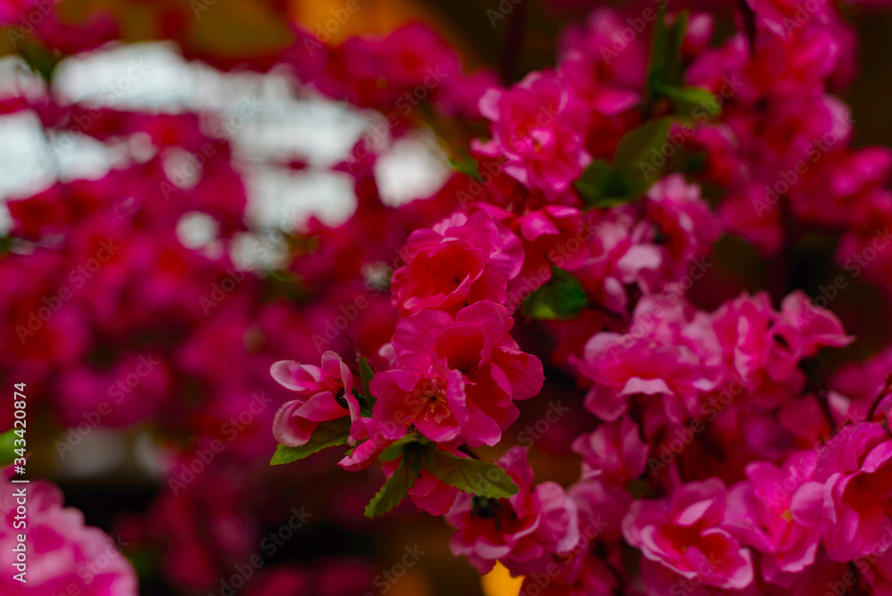 bright pink artificial cherry blossom petals on a dark background bright pink artificial cherry blossom petals on a dark background