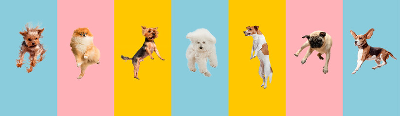 Young dogs jumping, playing, flying. Cute doggies or pets are looking happy isolated on colorful or gradient background. Studio. Creative collage of different breeds of dogs. Flyer for your ad.