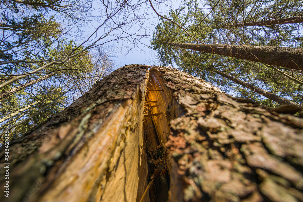 Sturmschaden im Wald