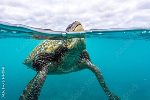 Fotografie, Obraz Green sea turtle breathing