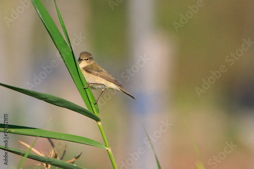 Chiffchaff Stock Pictures, Bahrain Farm