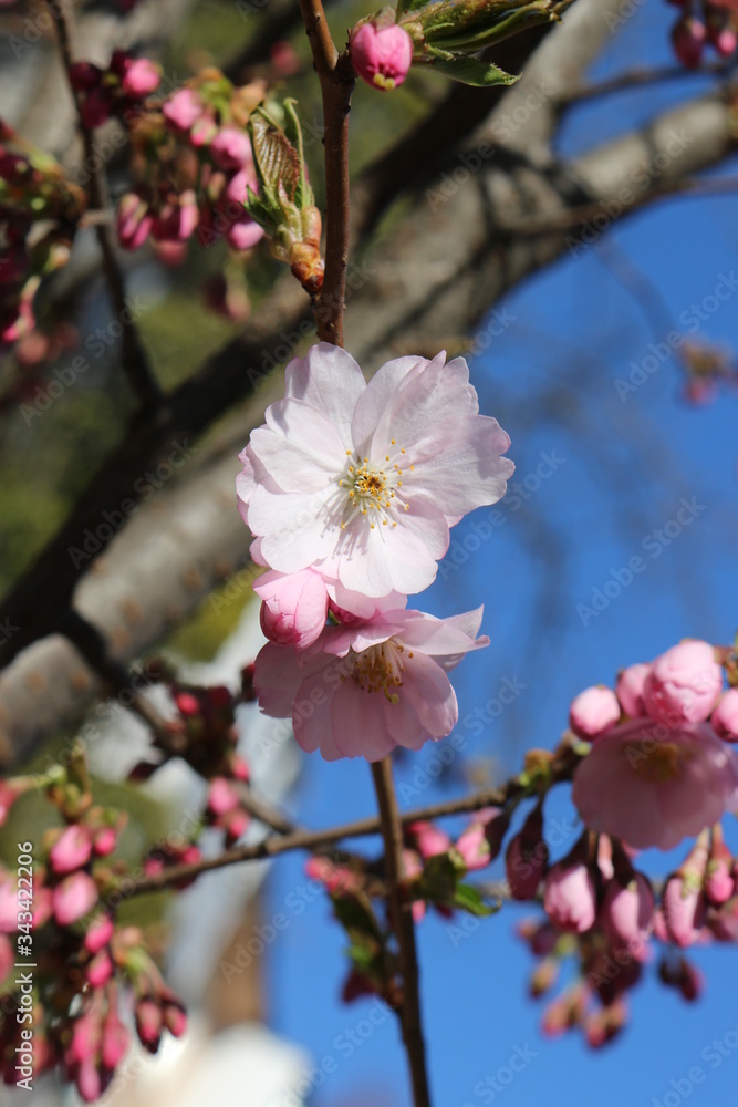 Delicate pink flowers bloomed on sakura in spring. Delicate pink flowers bloomed on sakura in spring.