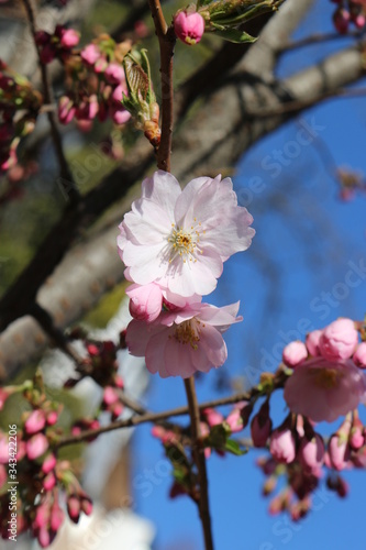 Delicate pink flowers bloomed on sakura in spring.