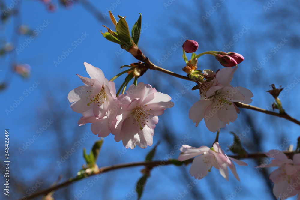 Delicate pink flowers bloomed on sakura in spring.