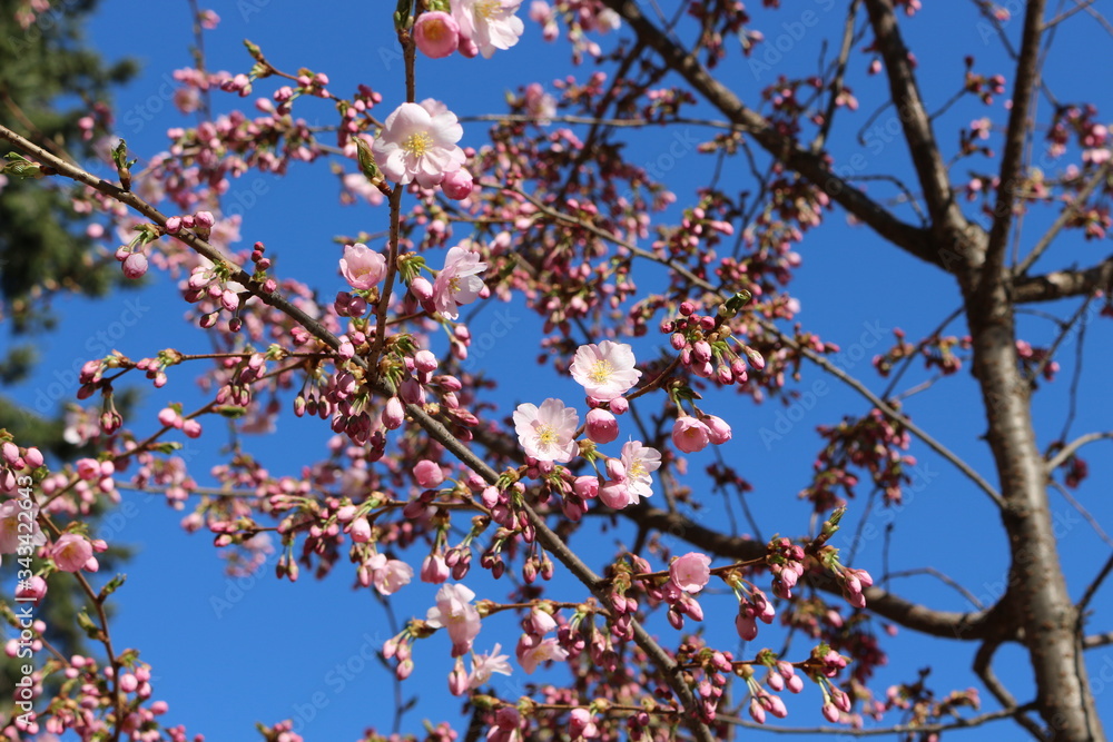 Delicate pink flowers bloomed on sakura in spring. Delicate pink flowers bloomed on sakura in spring.