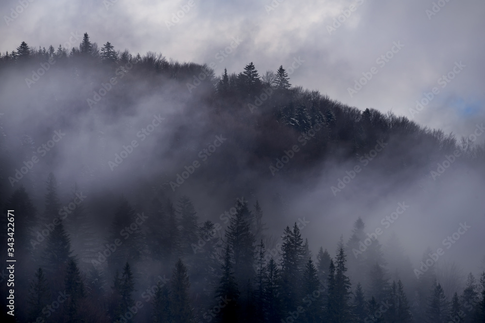 Mountainside in fir trees and fog in winter.