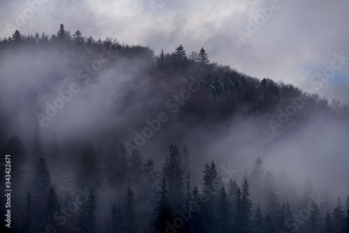 Mountainside in fir trees and fog in winter. © Ann Stryzhekin
