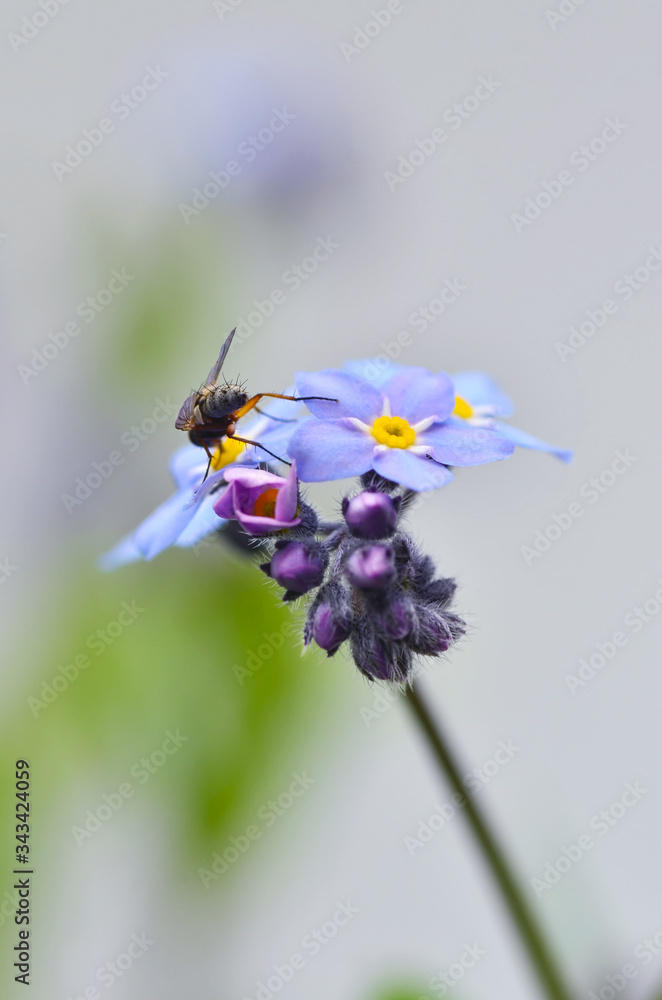 Insect Insect