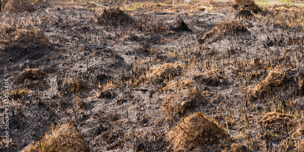 Dead forest after wildfire. Burnt woods and tree in the forest after fire. Dead forest after wildfire. Burnt woods and tree in the forest after fire.