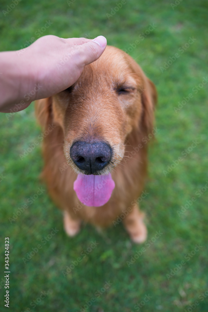 Touch the golden retriever's head by hand Touch the golden retriever's head by hand