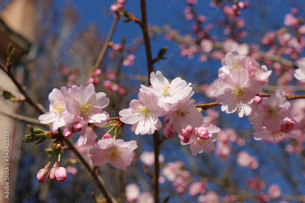 Fototapeta premium Delicate pink flowers bloomed on sakura in spring.