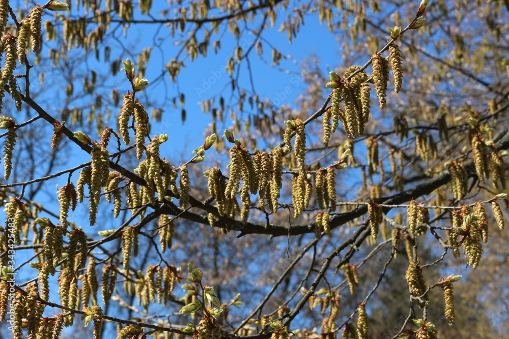 Delicate flowers in the form of earrings bloomed on a birch in the spring Delicate flowers in the form of earrings bloomed on a birch in the spring