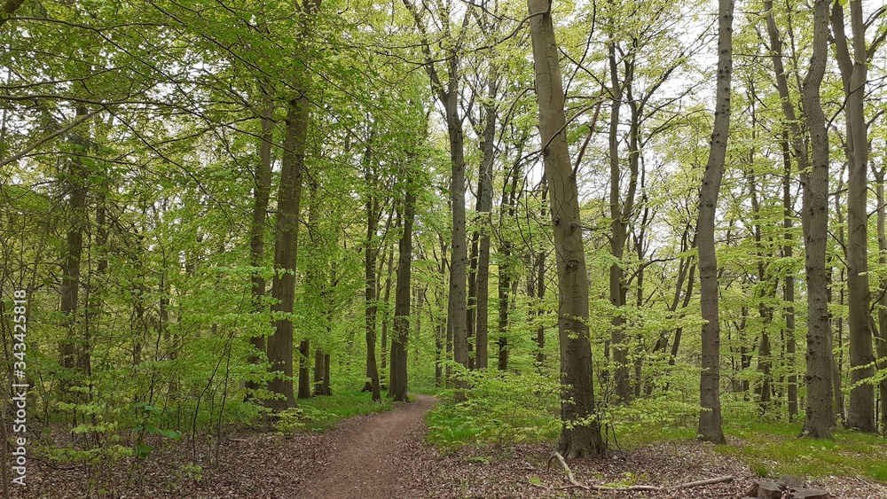 Stiftungswald Stadtheide, Plön Stiftungswald Stadtheide, Plön