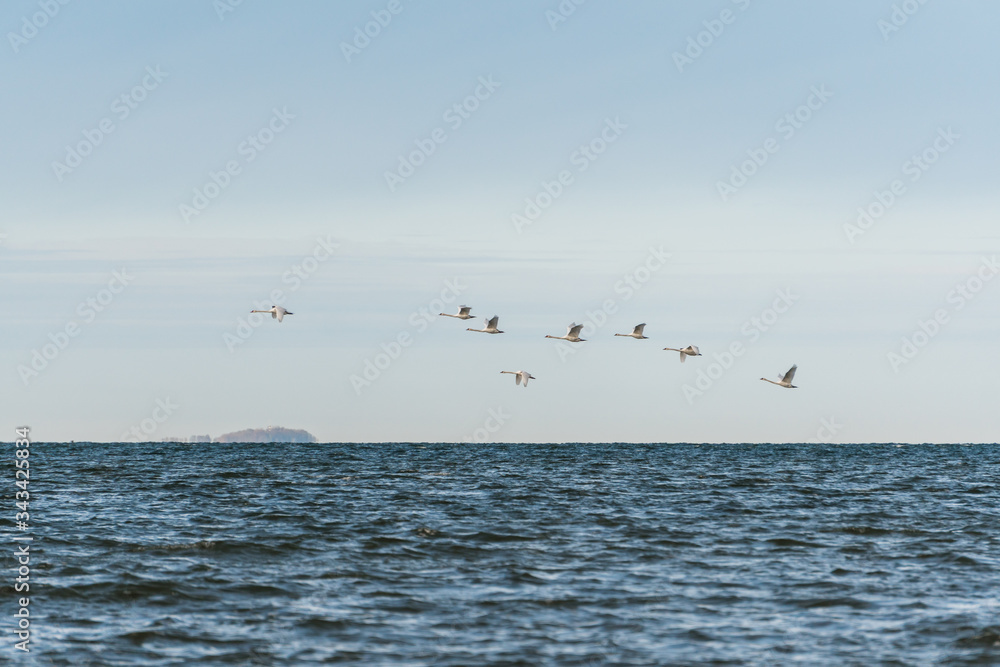 A swarm of swans flying over the blue ocean with an island in the background