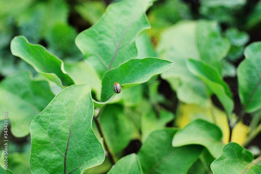 Colorado beetle close-up on a beetle leaf on the background of a vegetable garden Colorado beetle close-up on a beetle leaf on the background of a vegetable garden