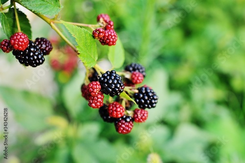 BlackBerry berries close-up on the background of greenery and garden.copy space