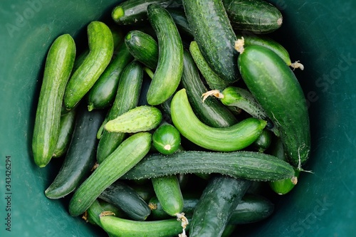 freshly picked cucumbers close-up in a green bucket. vegetarian, non-GMO, vegetable harvest