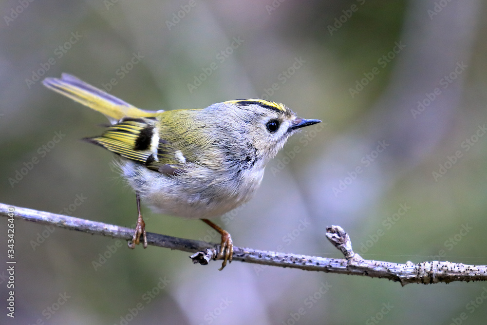 Fototapeta premium Goldcrest