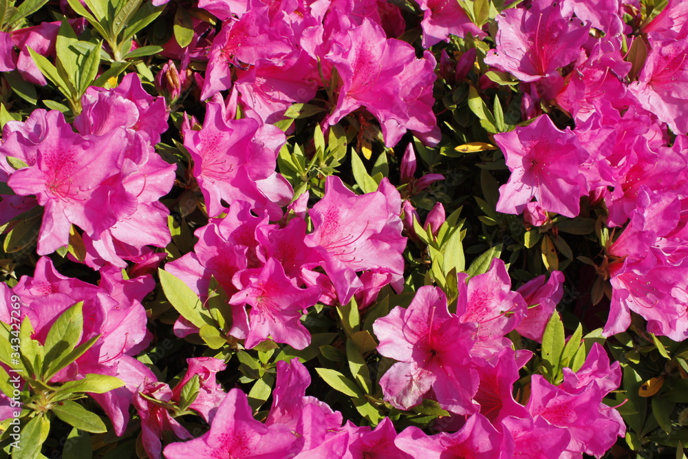 Flowers in the Spring Flowers in the Spring