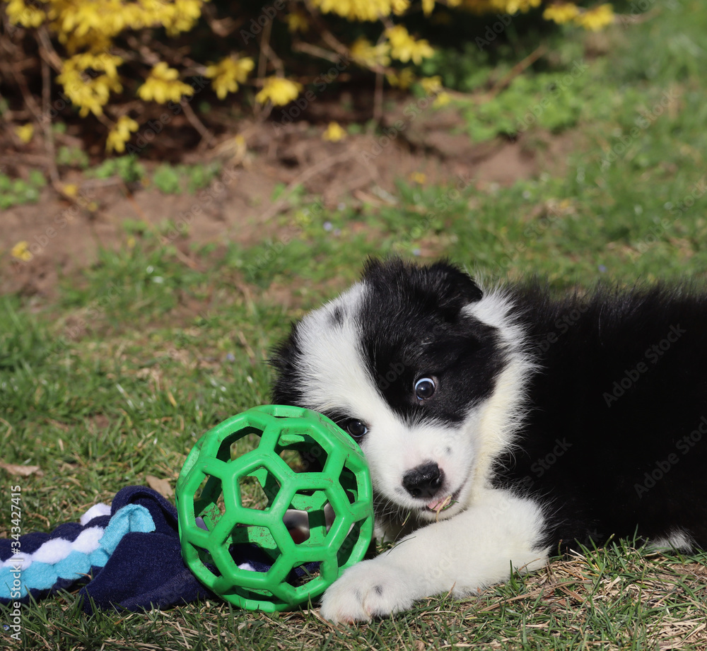 Cute border collie puppy with funny crazy face playing with its green ball toy. Cute border collie puppy with funny crazy face playing with its green ball toy.