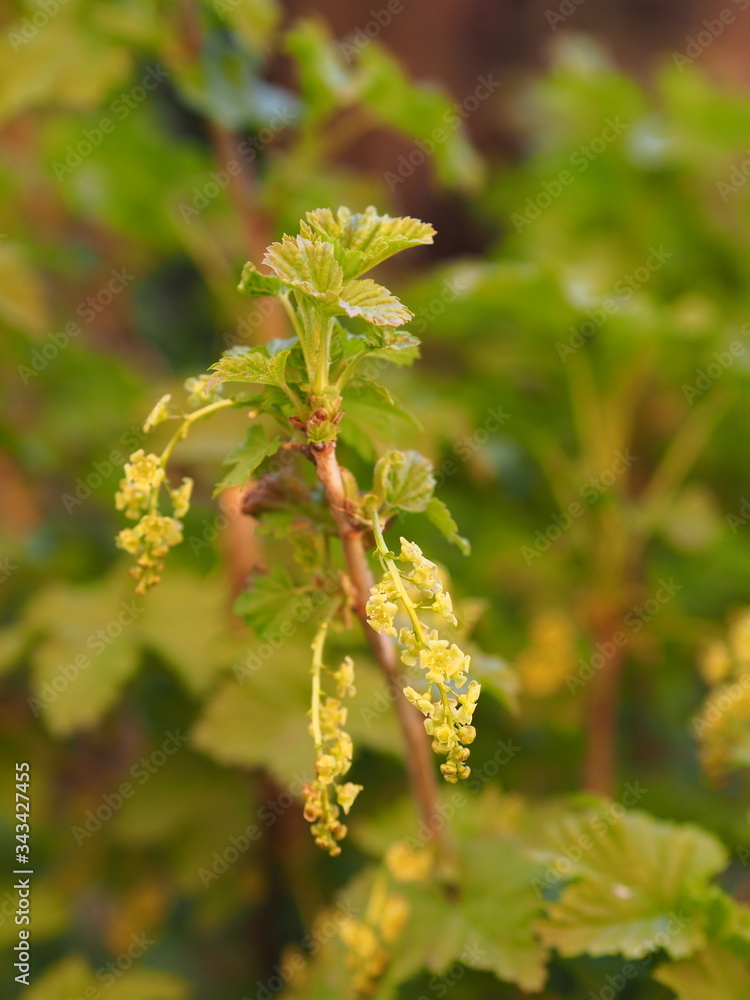 Blooming red currants.Tassels of yellow flowers close-up on the branches of currants. Blooming red currants.Tassels of yellow flowers close-up on the branches of currants.