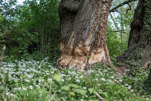 A beaver chewed up that big tree