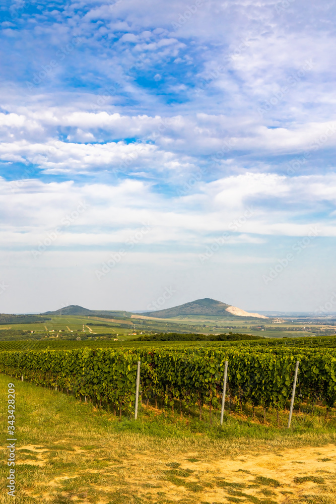 Vineyards near Villany, Baranya, Southern Hungary