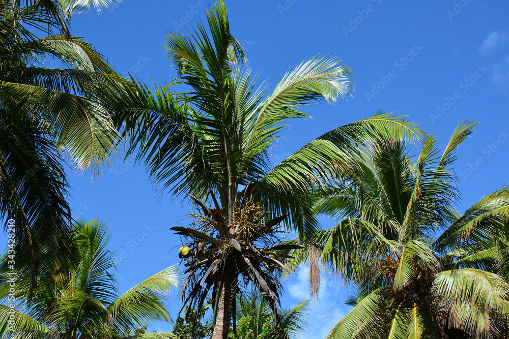 several palms with lush foliage in good weather, with small clouds