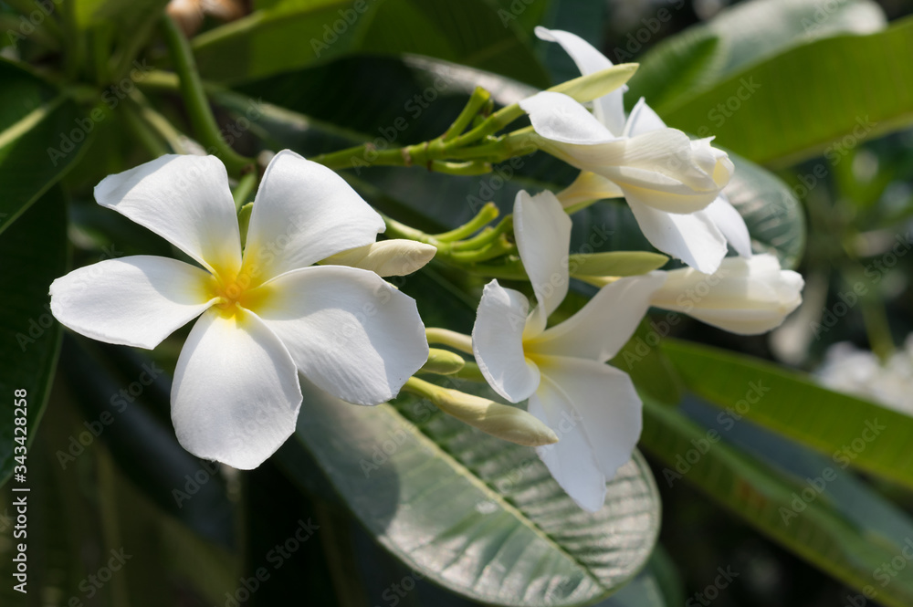 Fototapeta premium White flowers with green leaf in park.