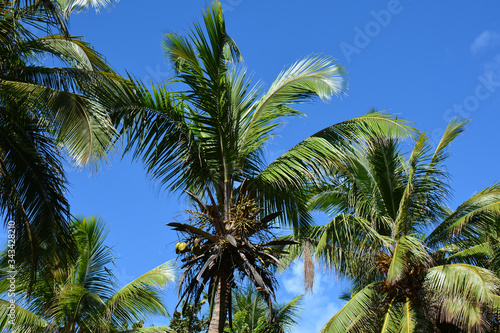 several palms with lush foliage in good weather, with small clouds
