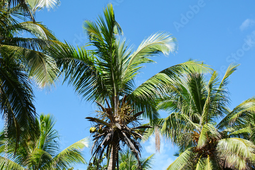 three palm trees with lush foliage and nuts