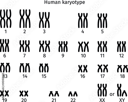 Scheme of normal karyotype of human somatic cell 46XX and 46XY