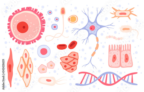 Cells collection. Human blood structure micro types of anatomy science vector collection cells set. Illustration blood structure, human cell microbiology