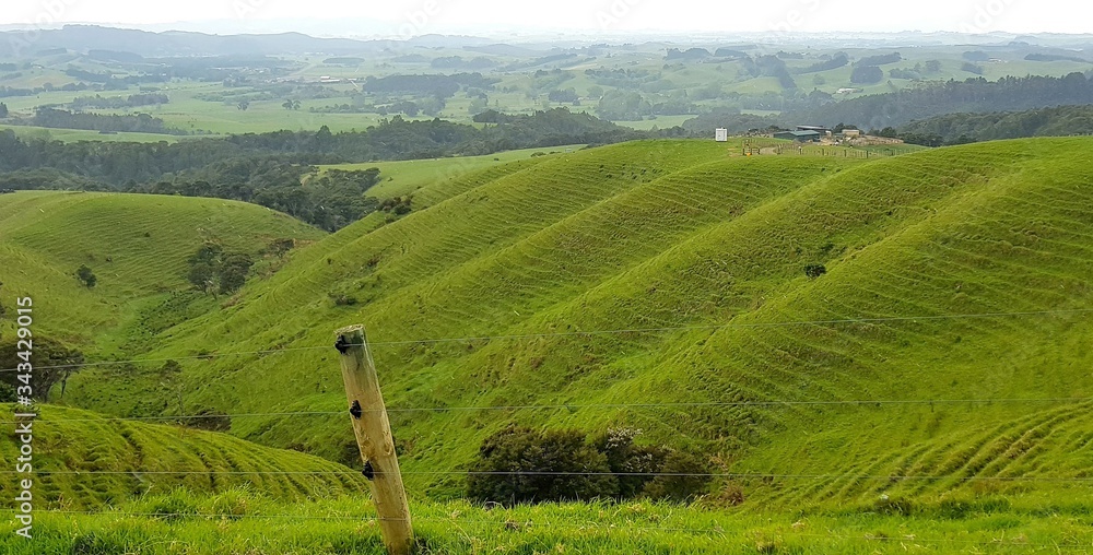 Lush green hilly paddocks in Northland New Zealand