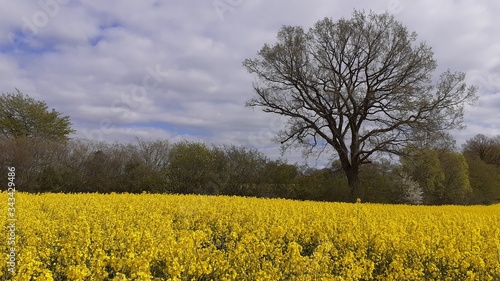 Rapsfeld bei Bosau 