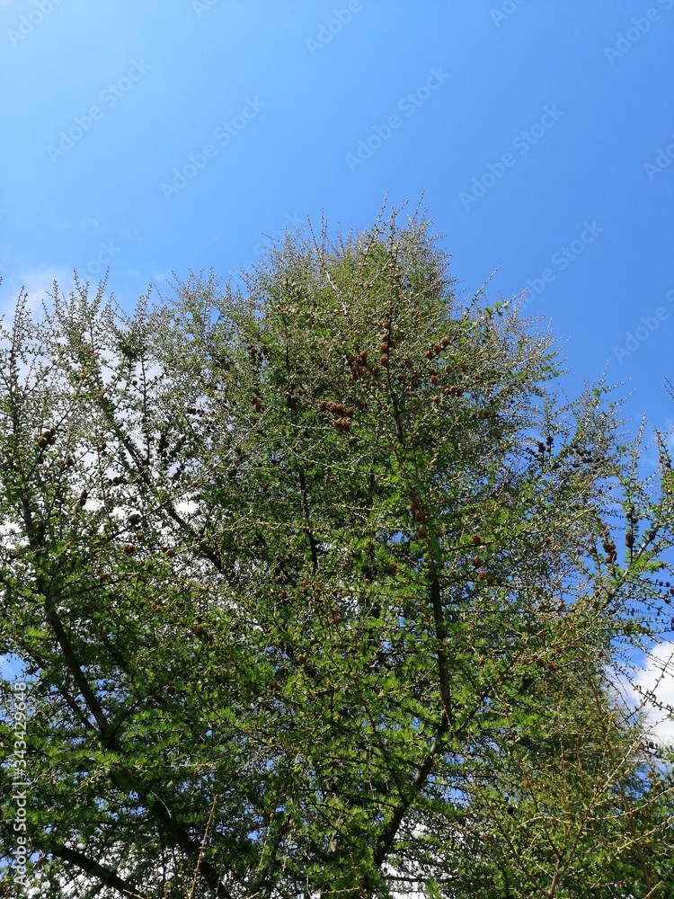 Fototapeta premium trees and sky