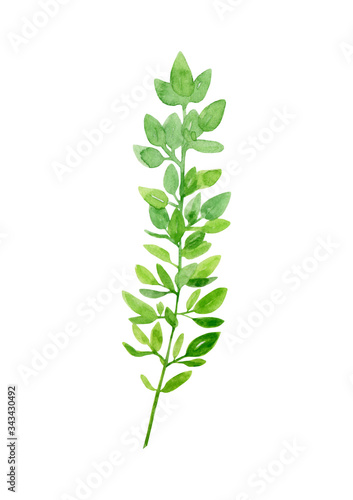 Watercolor hand drawn botanical illustration greenery branch of thyme isolated on white background.
