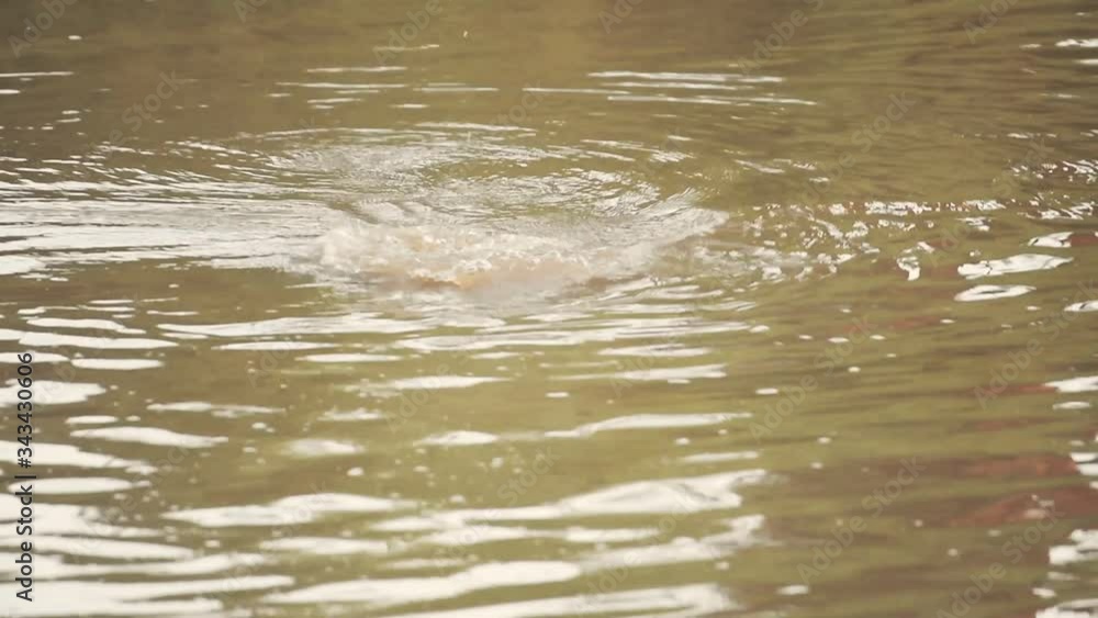 Hippopotamus going underwater in a muddy river in the Kenyan savannah, Africa Hippopotamus going underwater in a muddy river in the Kenyan savannah, Africa