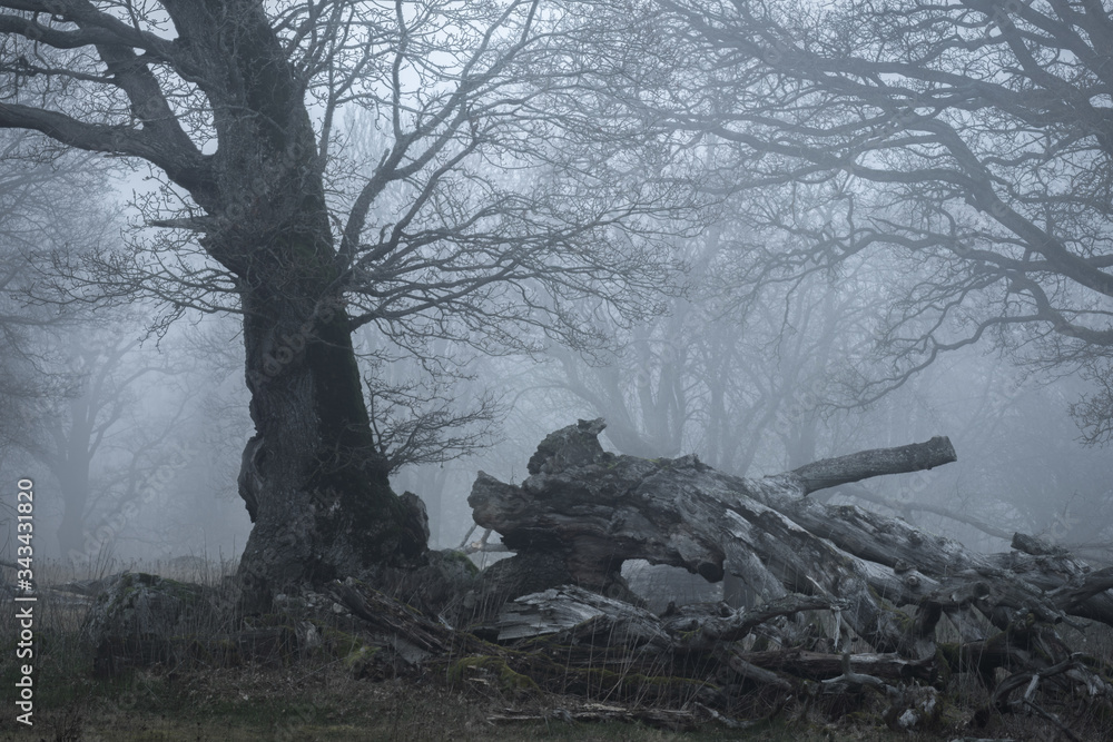 Foto Mystified
