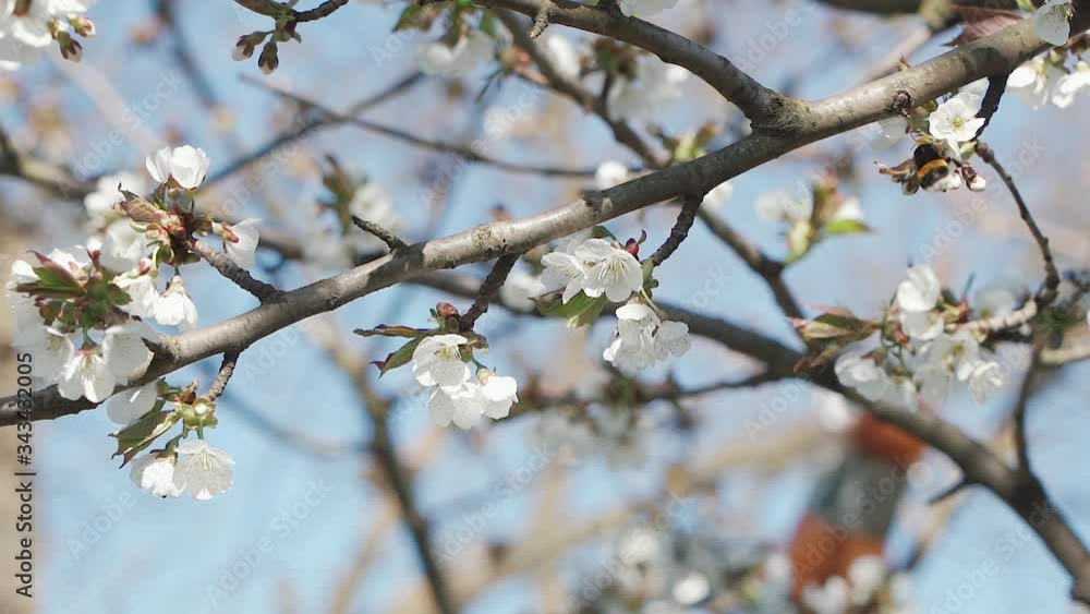 Beautiful cherry branch in spring white blossom on a bright blue sky background. The bee collects pollen and honey from the cherry blossom. Slow motion. Beautiful cherry branch in spring white blossom on a bright blue sky background. The bee collects pollen and honey from the cherry blossom. Slow motion.
